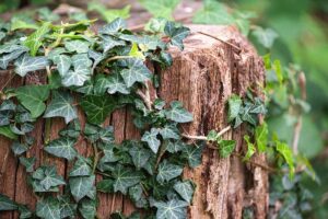 G29474ee53b7719c6d1d3f3fead9031ec7ec245f50b4a220417677fbbcc8855b82c3a636ea02a90721d674de17c76139bd2d409fcab533c5fa16a23086832b00e 640